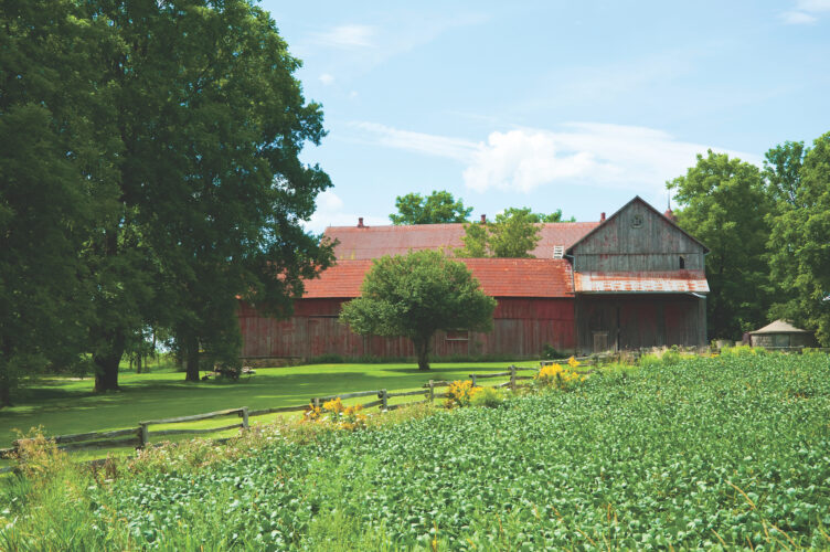 Summer Livestock Management Basics